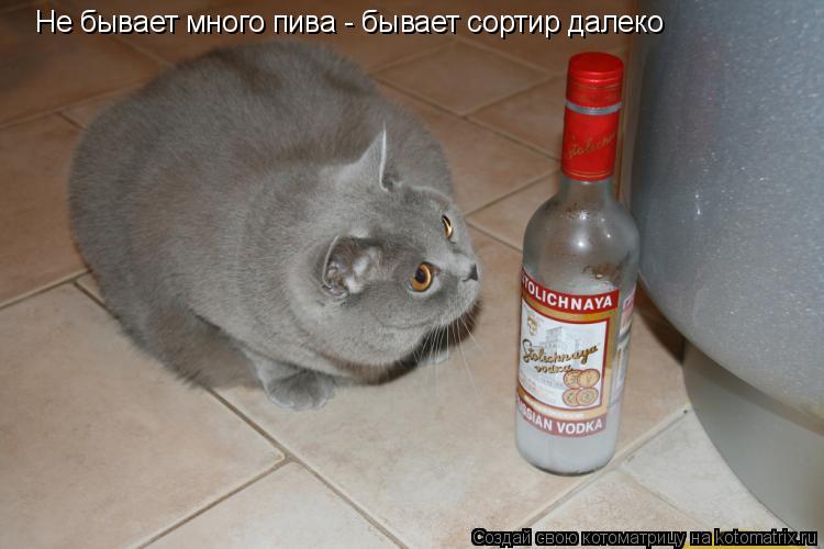 Не бывает много пива - бывает сортир далеко... Котоматрица: Не бывает много пива - бывает сортир далеко