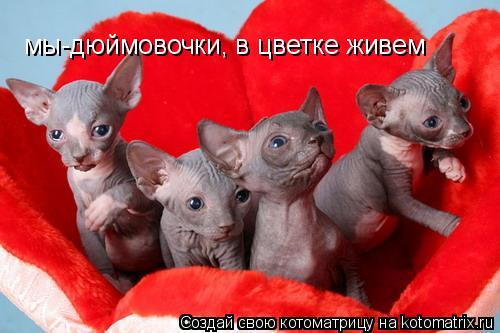 мы-дюймовочки, в цветке живем... Котоматрица: мы-дюймовочки, в цветке живем
