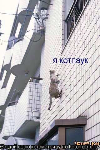 я котпаук... Котоматрица: я котпаук