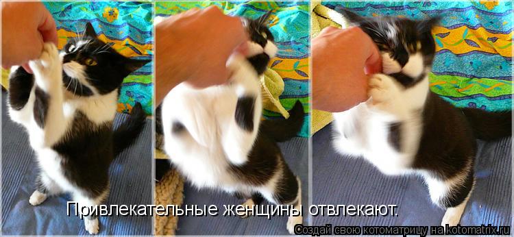 Привлекательные женщины отвлекают.... Котоматрица: Привлекательные женщины отвлекают.