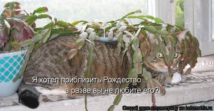 Я хотел приблизить Рождество... а разве вы не любите его?... Котоматрица: Я хотел приблизить Рождество... а разве вы не любите его?
