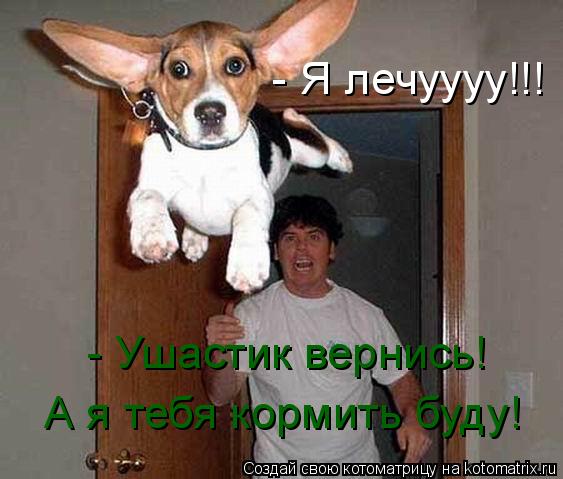 - Я лечуууу!!! - Ушастик вернись! А я тебя кормить буду!... Котоматрица: - Я лечуууу!!! - Ушастик вернись! А я тебя кормить буду!