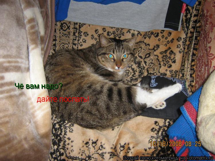 Чё вам надо? дайте поспать!... Котоматрица: Чё вам надо? дайте поспать!