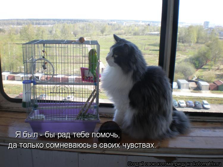 Я был - бы рад тебе помочь, да только сомневаюсь в своих чувствах.... Котоматрица: Я был - бы рад тебе помочь, да только сомневаюсь в своих чувствах.