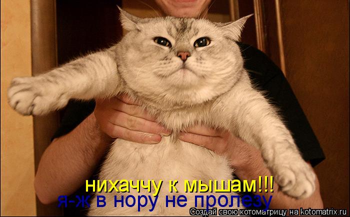 нихаччу к мышам!!! я-ж в нору не пролезу... Котоматрица: нихаччу к мышам!!! я-ж в нору не пролезу