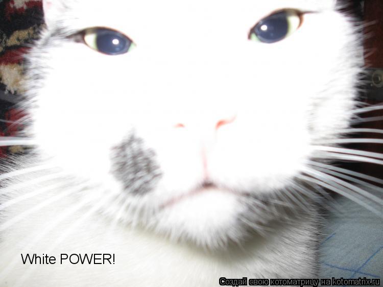 White POWER!... Котоматрица: White POWER!