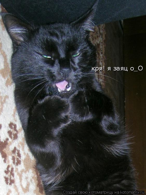кря! я заяц о_О... Котоматрица: кря! я заяц о_О