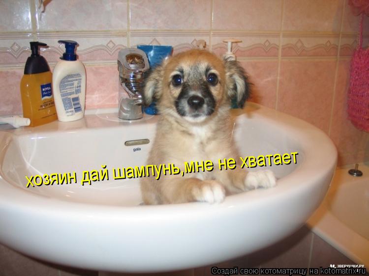 хозяин дай шампунь,мне не хватает... Котоматрица: хозяин дай шампунь,мне не хватает