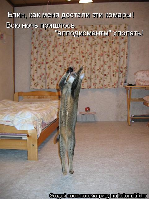 Блин, как меня достали эти комары! Всю ночь пришлось "аплодисменты" хлопать!... Котоматрица: Блин, как меня достали эти комары! Всю ночь пришлось "аплодисменты" хлопать!
