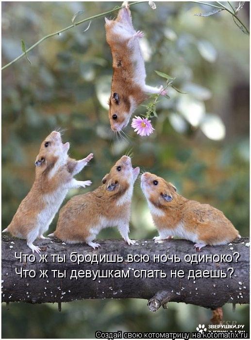 Что ж ты бродишь всю ночь одиноко? Что ж ты девушкам спать не даешь?... Котоматрица: Что ж ты бродишь всю ночь одиноко? Что ж ты девушкам спать не даешь?