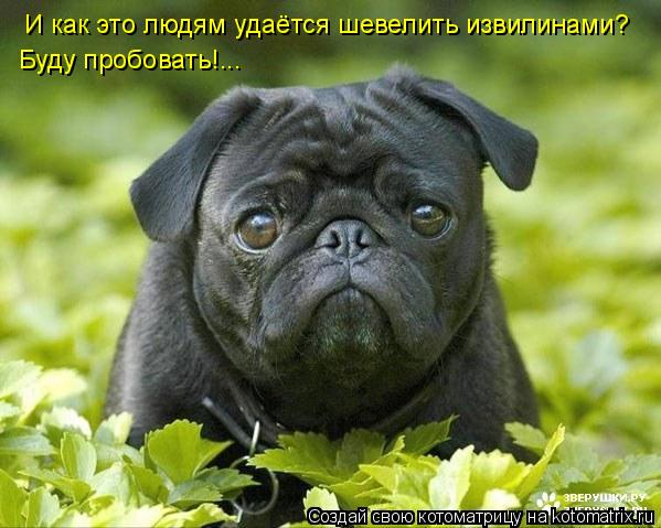 И как это людям удаётся шевелить извилинами? Буду пробовать!...... Котоматрица: И как это людям удаётся шевелить извилинами? Буду пробовать!...