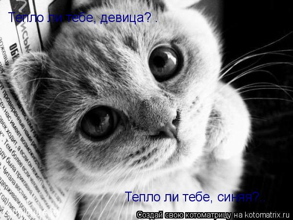 Тепло ли тебе, девица? . Тепло ли тебе, синяя?..... Котоматрица: Тепло ли тебе, девица? . Тепло ли тебе, синяя?..