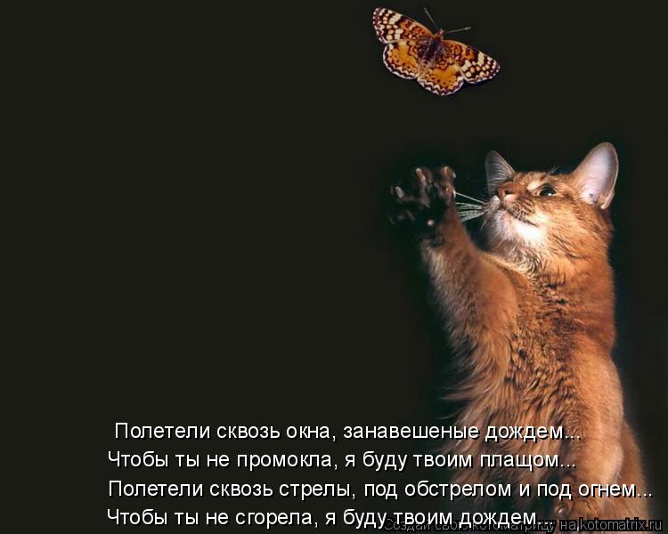 Чтобы ты не промокла, я буду твоим плащом... Полетели сквозь стрелы, под обстрелом и под огнем... Что... Котоматрица: Чтобы ты не промокла, я буду твоим плащом... Полетели сквозь стрелы, под обстрелом и под огнем... Чтобы ты не сгорела, я буду твоим дождем... Пол