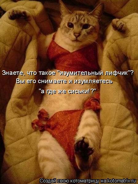 Знаете, что такое "изумительный лифчик"? Вы его снимаете и изумляетесь "а где же сиськи!?"... Котоматрица: Знаете, что такое "изумительный лифчик"? Вы его снимаете и изумляетесь "а где же сиськи!?"