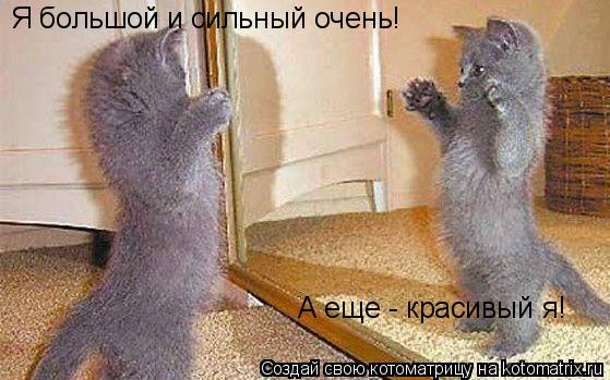 Я большой и сильный очень! А еще - красивый я!... Котоматрица: Я большой и сильный очень! А еще - красивый я!