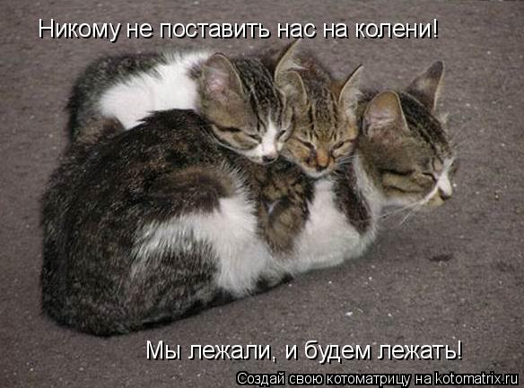 Никому не поставить нас на колени! Мы лежали, и будем лежать!... Котоматрица: Никому не поставить нас на колени! Мы лежали, и будем лежать!