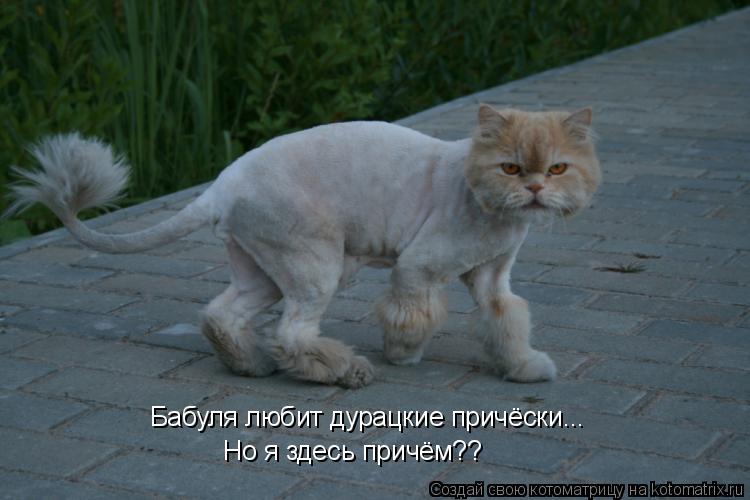 Бабуля любит дурацкие причёски... Но я здесь причём??... Котоматрица: Бабуля любит дурацкие причёски... Но я здесь причём??