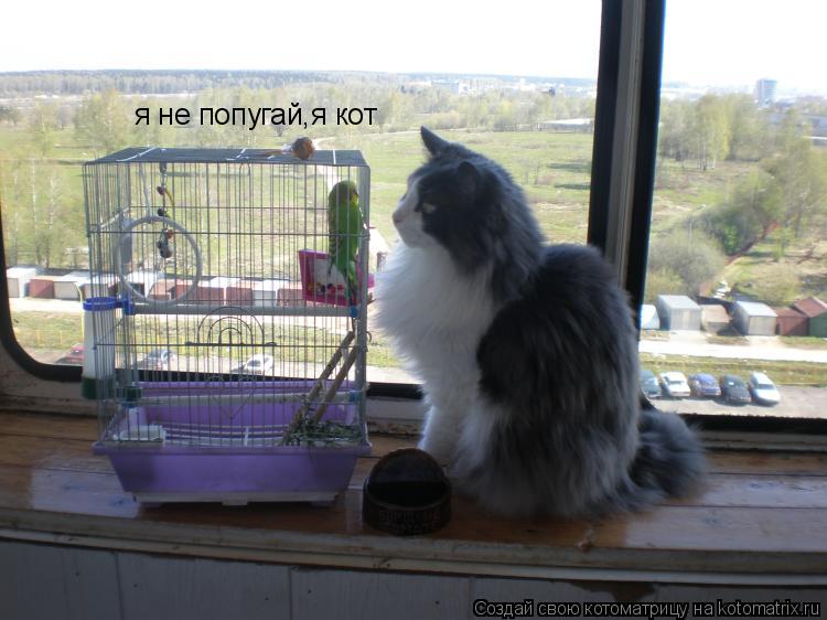 я не попугай,я кот... Котоматрица: я не попугай,я кот