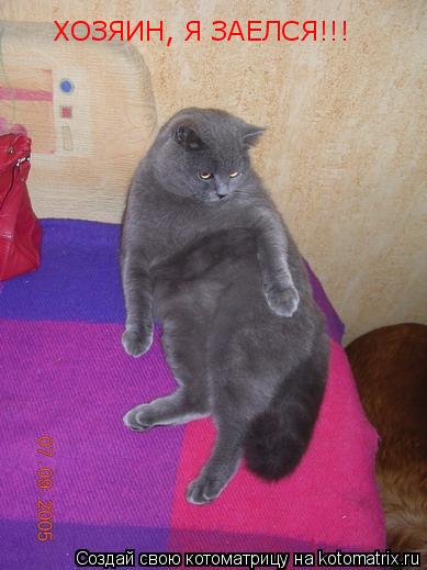 ХОЗЯИН, Я ЗАЕЛСЯ!!!... Котоматрица: ХОЗЯИН, Я ЗАЕЛСЯ!!!