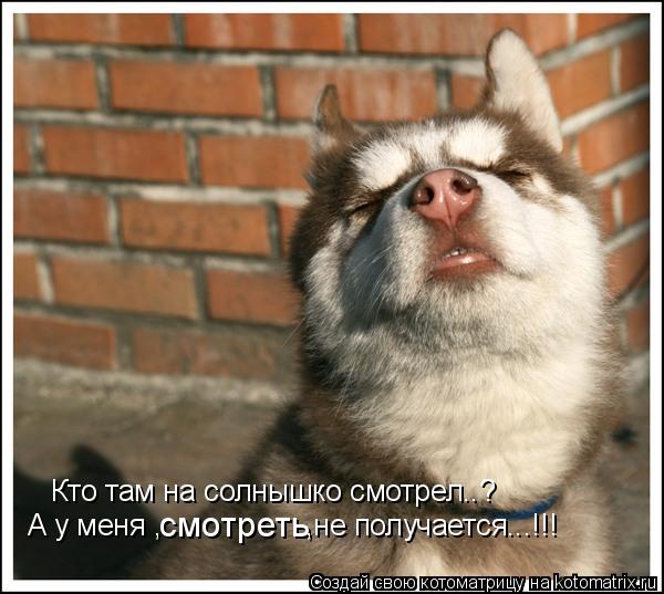 Кто там на солнышко смотрел..? А у меня , смотреть ,не получается...!!!... Котоматрица: Кто там на солнышко смотрел..? А у меня , смотреть ,не получается...!!!