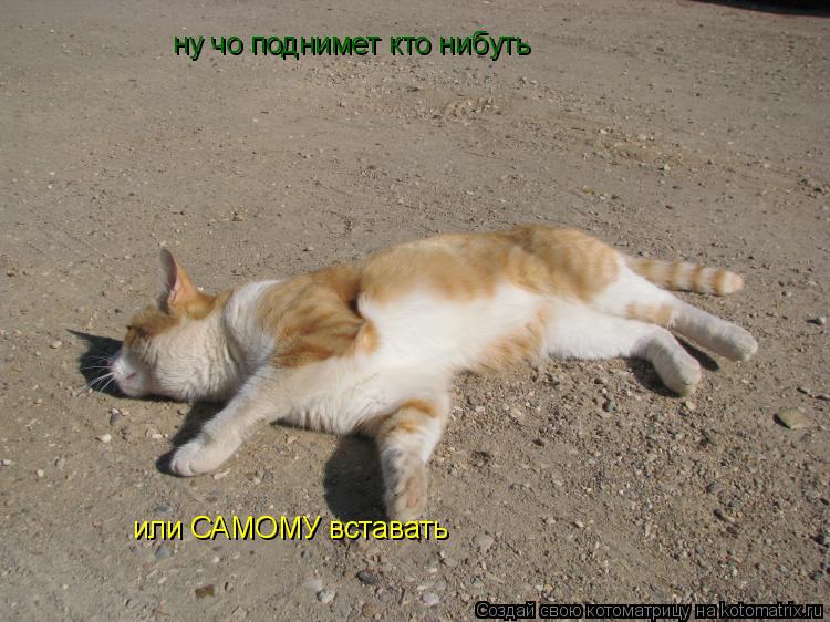 ну чо поднимет кто нибуть или САМОМУ вставать или САМОМУ вставать... Котоматрица: ну чо поднимет кто нибуть или САМОМУ вставать или САМОМУ вставать