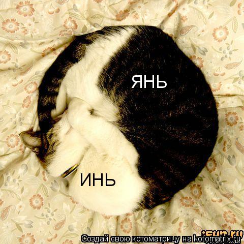 ИНЬ ЯНЬ... Котоматрица: ИНЬ ЯНЬ