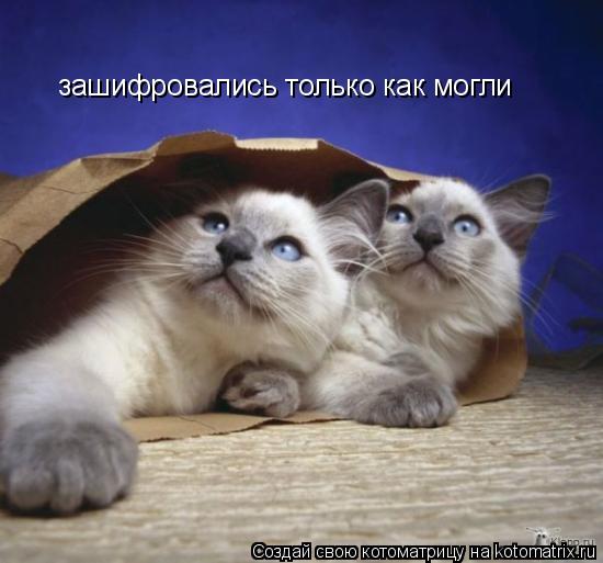 зашифровались только как могли... Котоматрица: зашифровались только как могли