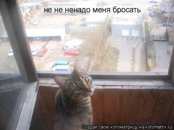 не не ненадо меня бросать... Котоматрица: не не ненадо меня бросать