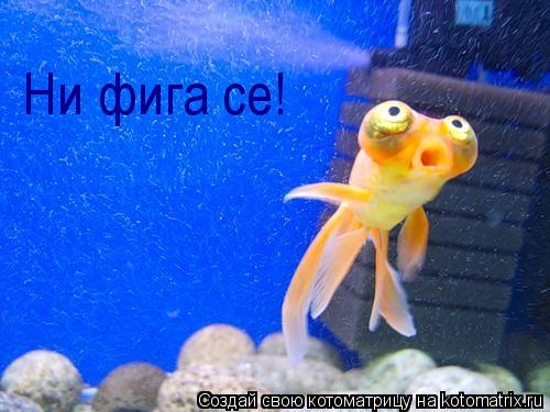 Ни фига се!... Котоматрица: Ни фига се!