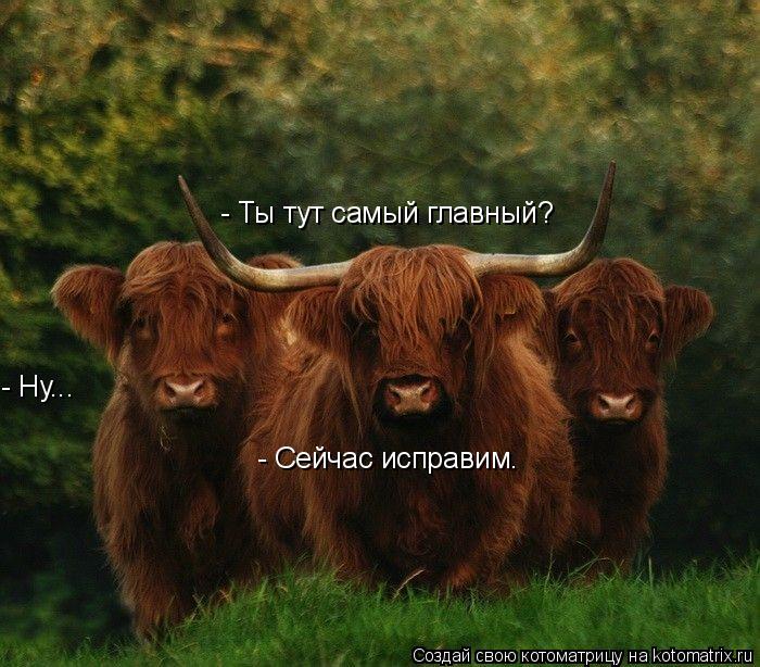 - Ты тут самый главный? - Ну... - Сейчас исправим.... Котоматрица: - Ты тут самый главный? - Ну... - Сейчас исправим.