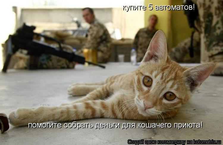 купите 5 автоматов! помогите собрать деньги для кошачего приюта!... Котоматрица: купите 5 автоматов! помогите собрать деньги для кошачего приюта!