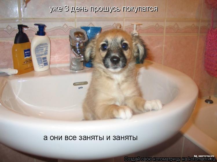уже 3 день прошусь покупатся а они все заняты и заняты... Котоматрица: уже 3 день прошусь покупатся а они все заняты и заняты