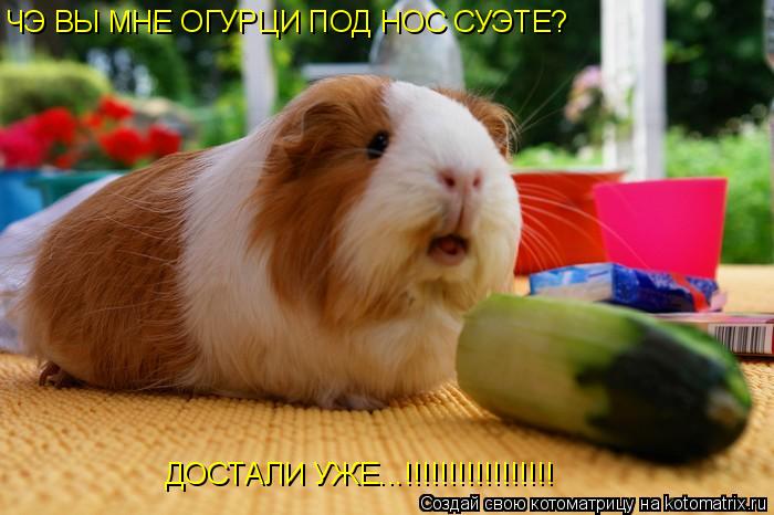 ЧЭ ВЫ МНЕ ОГУРЦИ ПОД НОС СУЭТЕ? ДОСТАЛИ УЖЕ...!!!!!!!!!!!!!!!!!... Котоматрица: ЧЭ ВЫ МНЕ ОГУРЦИ ПОД НОС СУЭТЕ? ДОСТАЛИ УЖЕ...!!!!!!!!!!!!!!!!!