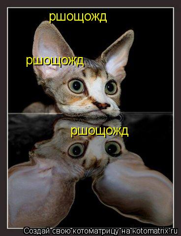 ршощожд ршощожд ршощожд... Котоматрица: ршощожд ршощожд ршощожд