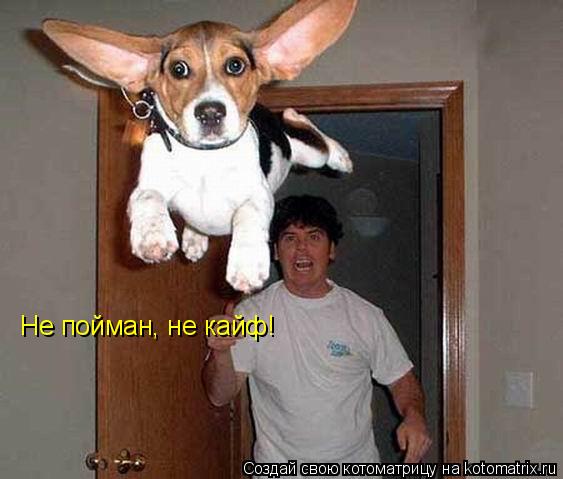 Не пойман, не кайф!... Котоматрица: Не пойман, не кайф!