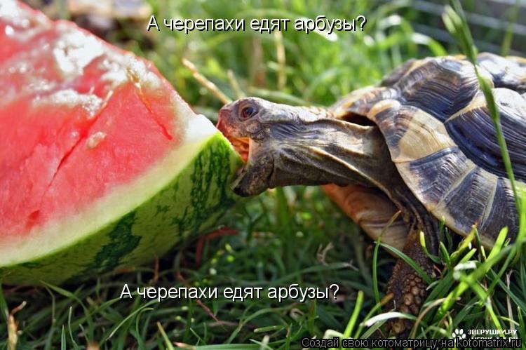 А черепахи едят арбузы? А черепахи едят арбузы?... Котоматрица: А черепахи едят арбузы? А черепахи едят арбузы?