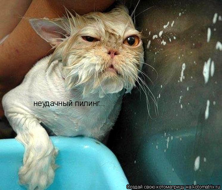 неудачный пилинг...... Котоматрица: неудачный пилинг...