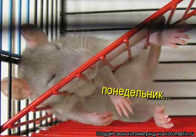 понедельник...... Котоматрица: понедельник...
