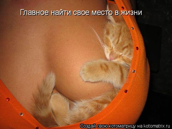 Главное найти свое место в жизни... Котоматрица: Главное найти свое место в жизни