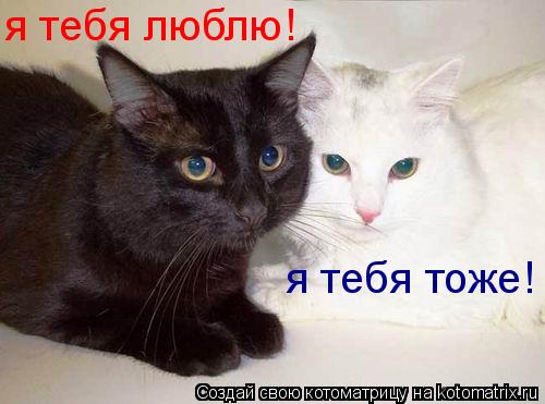 я тебя люблю! я тебя тоже!... Котоматрица: я тебя люблю! я тебя тоже!
