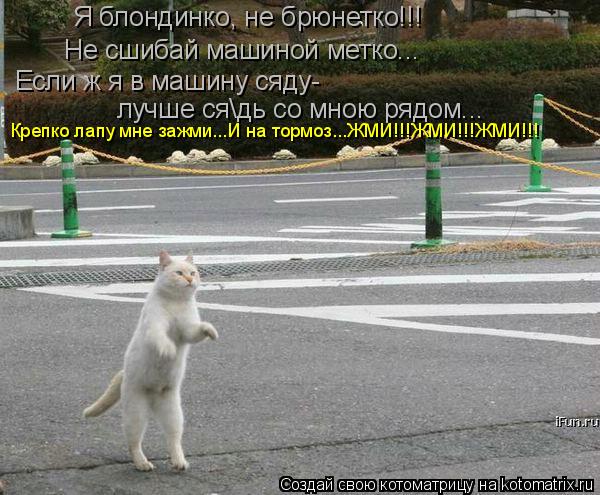 Я блондинко, не брюнетко!!! Не сшибай машиной метко... Если ж я в машину сяду- лучше сядь со мною ряд... Котоматрица: Я блондинко, не брюнетко!!! Не сшибай машиной метко... Если ж я в машину сяду- лучше сядь со мною рядом... Крепко лапу мне зажми...И на тормоз...ЖМ