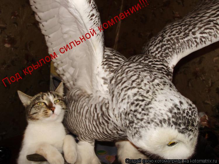 Под крылом сильной компании!!!... Котоматрица: Под крылом сильной компании!!!