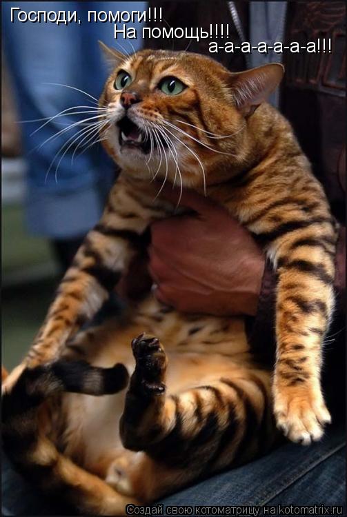 Господи, помоги!!! На помощь!!!! а-а-а-а-а-а-а!!!... Котоматрица: Господи, помоги!!! На помощь!!!! а-а-а-а-а-а-а!!!