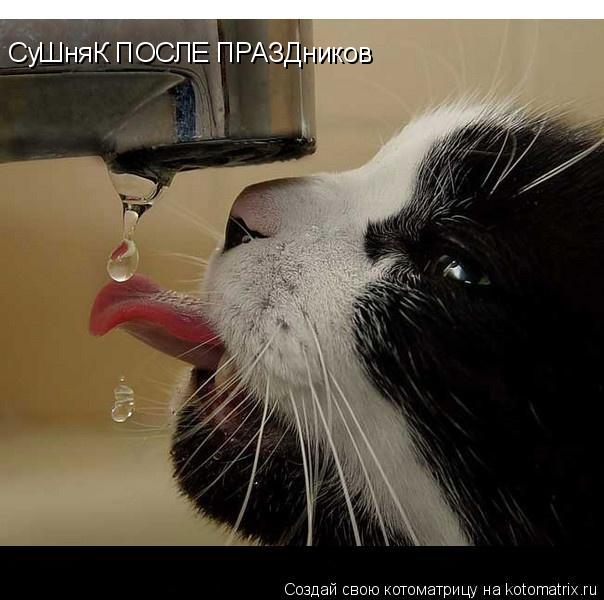 СуШняК ПОСЛЕ ПРАЗДников... Котоматрица: СуШняК ПОСЛЕ ПРАЗДников