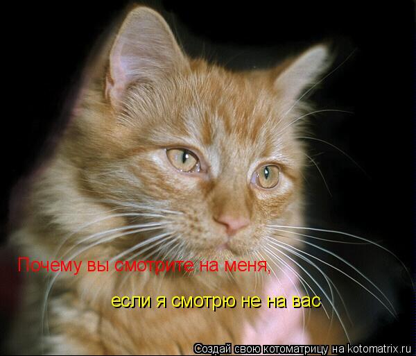 Почему вы смотрите на меня, если я смотрю не на вас... Котоматрица: Почему вы смотрите на меня, если я смотрю не на вас