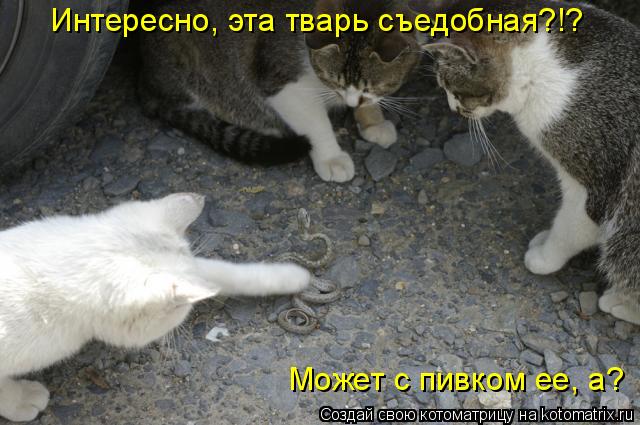 Интересно, эта тварь съедобная?!? Может с пивком ее, а?... Котоматрица: Интересно, эта тварь съедобная?!? Может с пивком ее, а?
