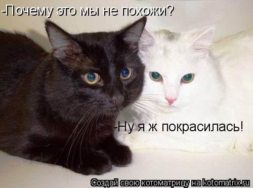 -Почему это мы не похожи? -Ну я ж покрасилась!... Котоматрица: -Почему это мы не похожи? -Ну я ж покрасилась!