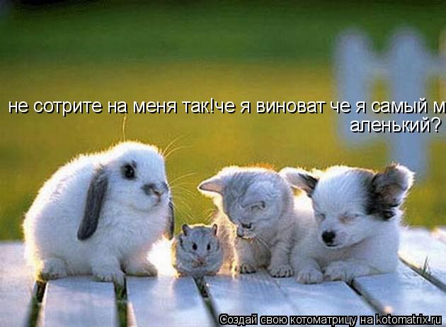 не сотрите на меня так!че я виноват че я самый маленький? аленький?... Котоматрица: не сотрите на меня так!че я виноват че я самый маленький? аленький?