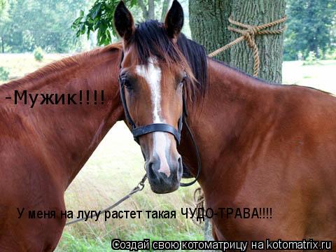 -Мужик!!!! -Мужик!!!! У меня на лугу растет такая ЧУДО-ТРАВА!!!!... Котоматрица: -Мужик!!!! -Мужик!!!! У меня на лугу растет такая ЧУДО-ТРАВА!!!!