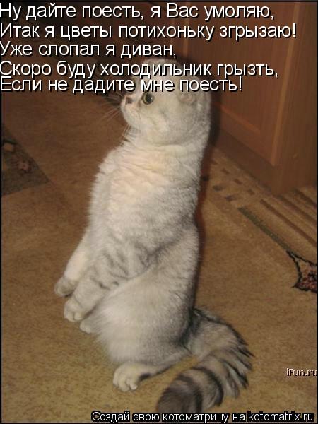 Ну дайте поесть, я Вас умоляю, Итак я цветы потихоньку згрызаю! Уже слопал я диван, Скоро буду холоди... Котоматрица: Ну дайте поесть, я Вас умоляю, Итак я цветы потихоньку згрызаю! Уже слопал я диван, Скоро буду холодильник грызть, Если не дадите мне поесть!